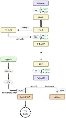 Lactate and lactylation in macrophage metabolic reprogramming: current progress and outstanding issues